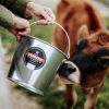 Behrens Metalware Classics Galvanized Steel Pail being used to feed a cow