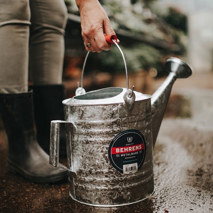 woman picking up aHot Dipped Galvanized Steel Watering Can from off the wet ground