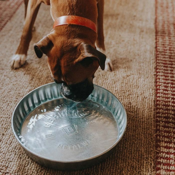 dog drinking out of a Utility Pan Pet Dish Watering Tray on carpet