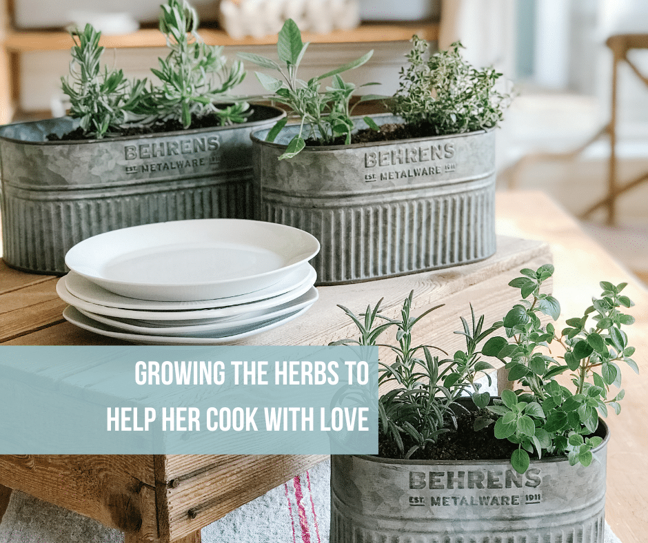 Galvanized steel tank planters with herbs on kitchen table