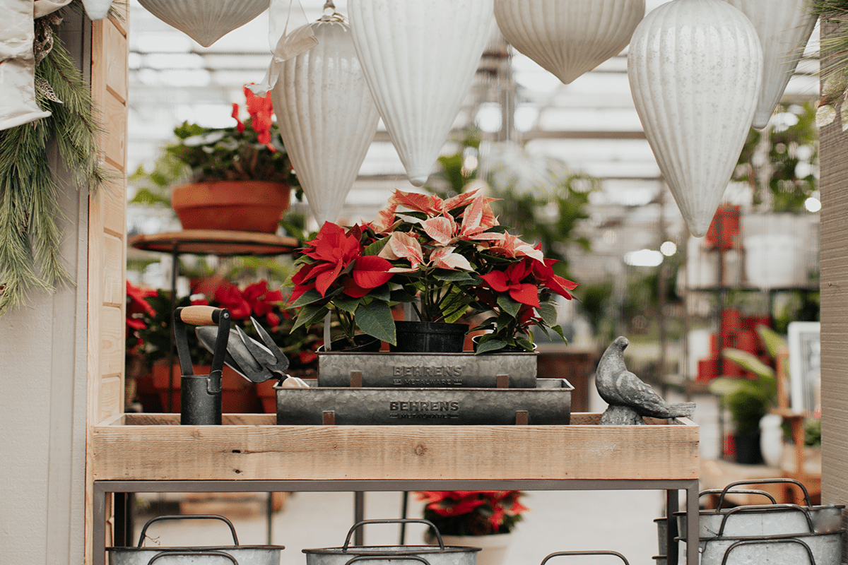 Behrens planter troughs with poinsettias in a greenhouse