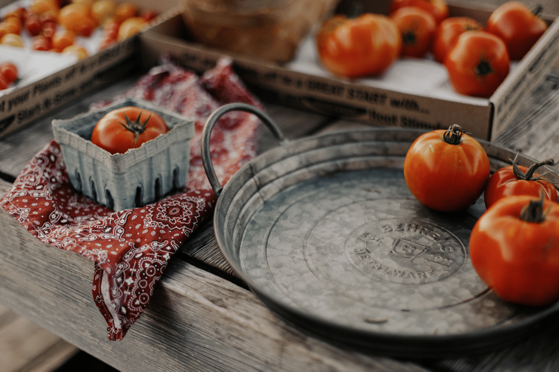 Fall tomato harvest on galvanized steel tray