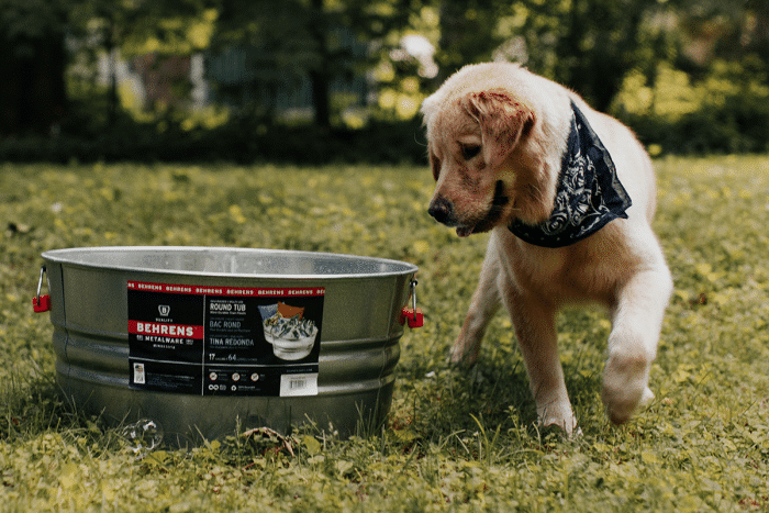 Dog looking in a galvanized steel tub with red comfort grip handles