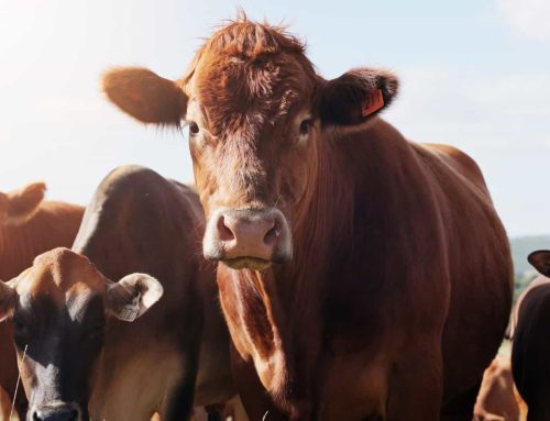 The Essential Guide to Choosing Durable Metal Stock Tanks for Livestock
