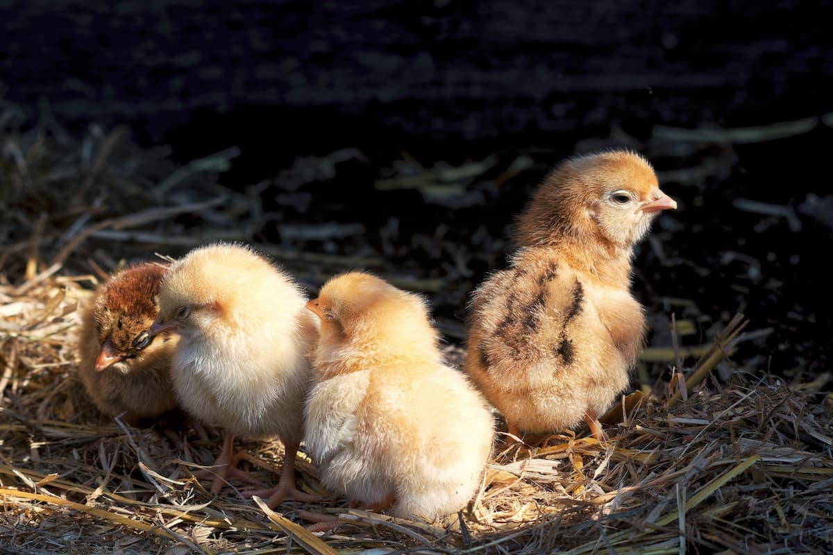 Why Galvanized Steel Tubs are Best for Chicks - Behrens Metalware