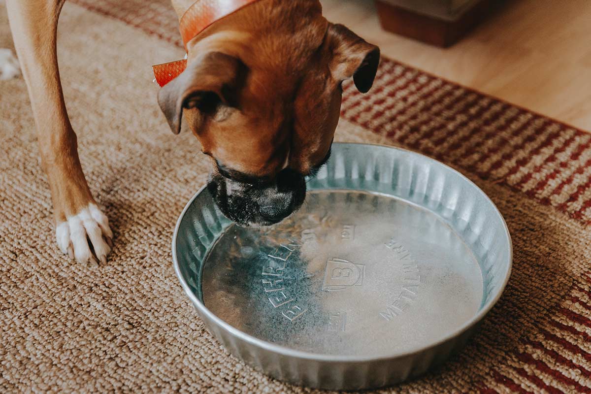 Boxer dog drinking water out of a galvanized steel pan