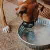 dog drinking water out of his behrens utility pet pan