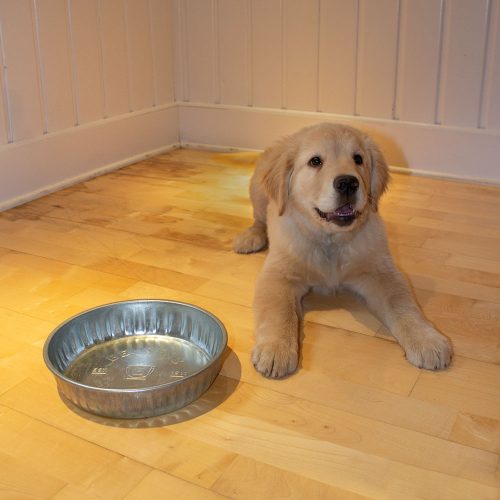 golden puppy waiting for food to be put in her Pet Dish Utility Pan